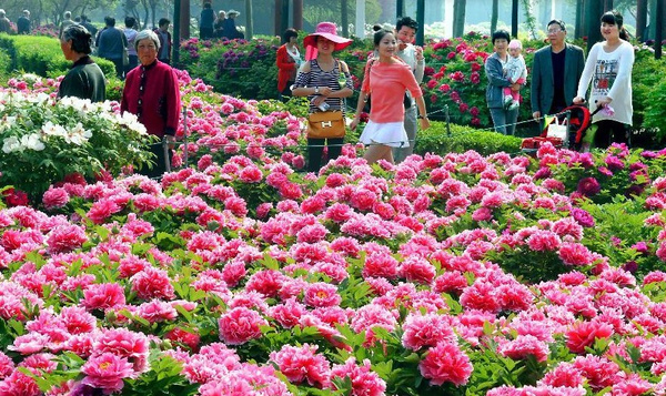 News Show The Luoyang Peony Culture Festival Is Opening